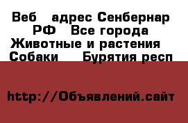 Веб – адрес Сенбернар.РФ - Все города Животные и растения » Собаки   . Бурятия респ.